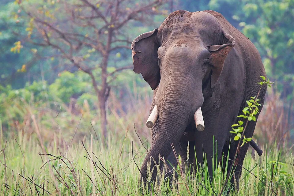 Wild Asian elephant in Chitwan grasslands