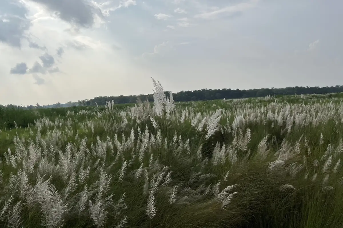 Tall elephant grass and forest in Chitwan