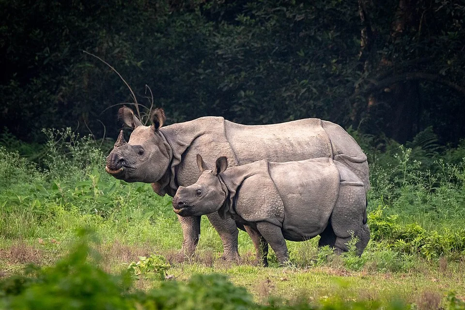 A one-horned rhinoceros in Chitwan grassland