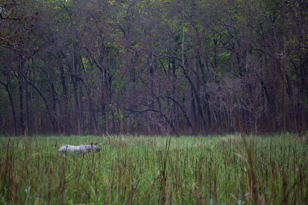 One-horned rhino in the grasslands of Chitwan, Nepal